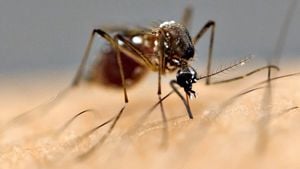 Kedi Piresi Tifüsü: Sivrisinekler Tarafından Taşınan Yeni Bir Hastalık!
