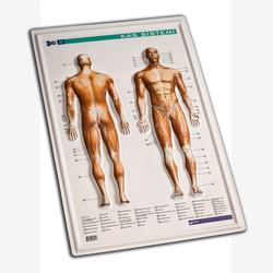 Kas Sistemi Anatomisi: Kabartma, 35x50 c