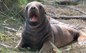 California Sea Lion Shooting Sparks Outrage And Call For Justice