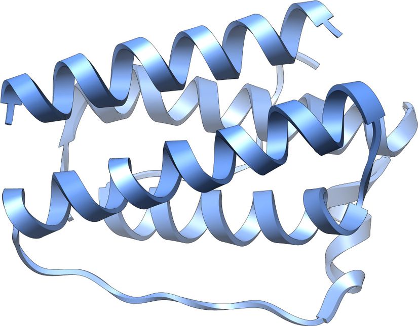 Bir leptin molekülünün grafik bir tasviri