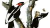 Soyu Tükenmiş Kuşların Seslerini Dinleyin: Dijital Ses Arşivleri Soyu Tükenmiş Kuşları (Kısa Bir Süreliğine) Hayata Döndürebilir!