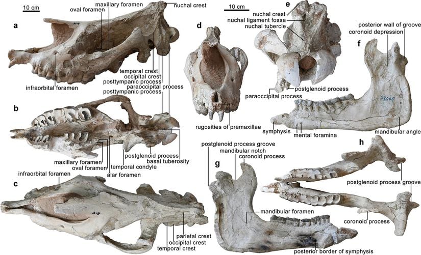 Paraceratherium linxiaense'in Holotipi