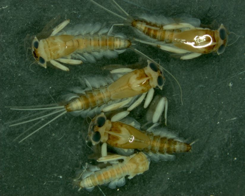Mikroskop altında indirilebilecek en alt taksonomik basamağa kadar teşhis işlemleri gerçekleştirilir. Ephemeroptera bireylerinin teşhis işlemlerinden bir kare.