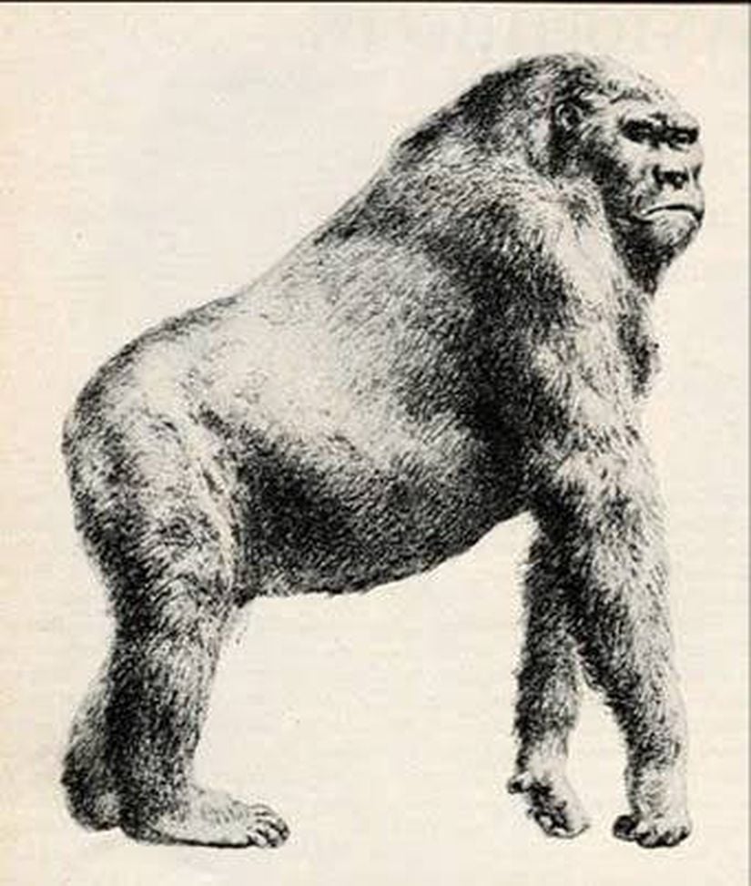 Gigantopithecus (Rekonstrüksiyon)