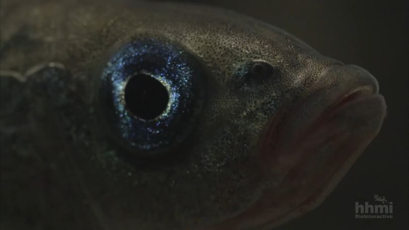 Balıklarda Hızlı Evrim: Sadece 1 Nesil İçinde Genom Boyu Evrimi Gözlemek Mümkün!