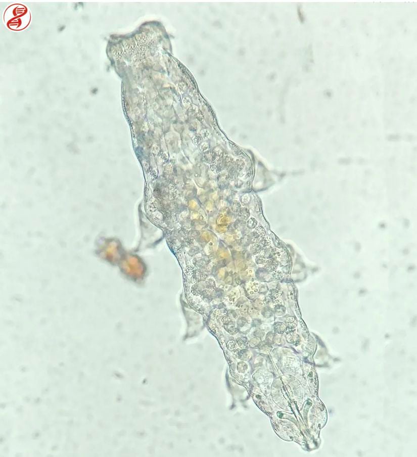 Işık mikroskobunda görüntülenen bir su ayısı türü.