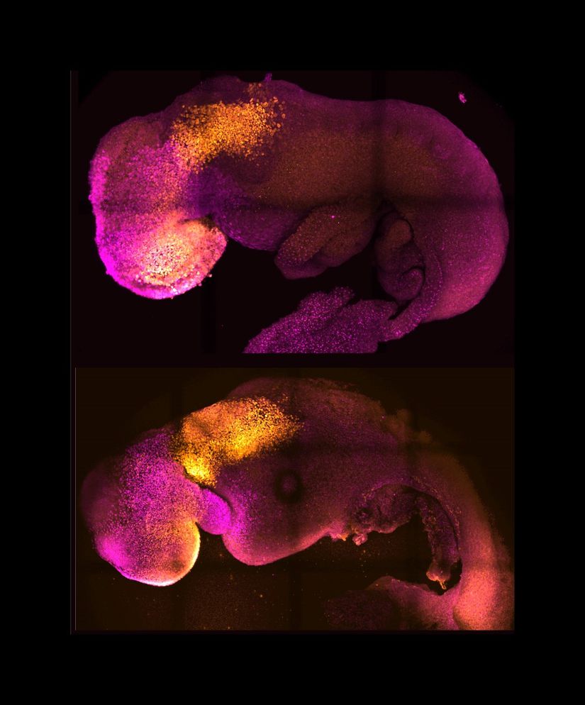 Fare kök hücrelerinden oluşturulan sentetik fare embriyoları.