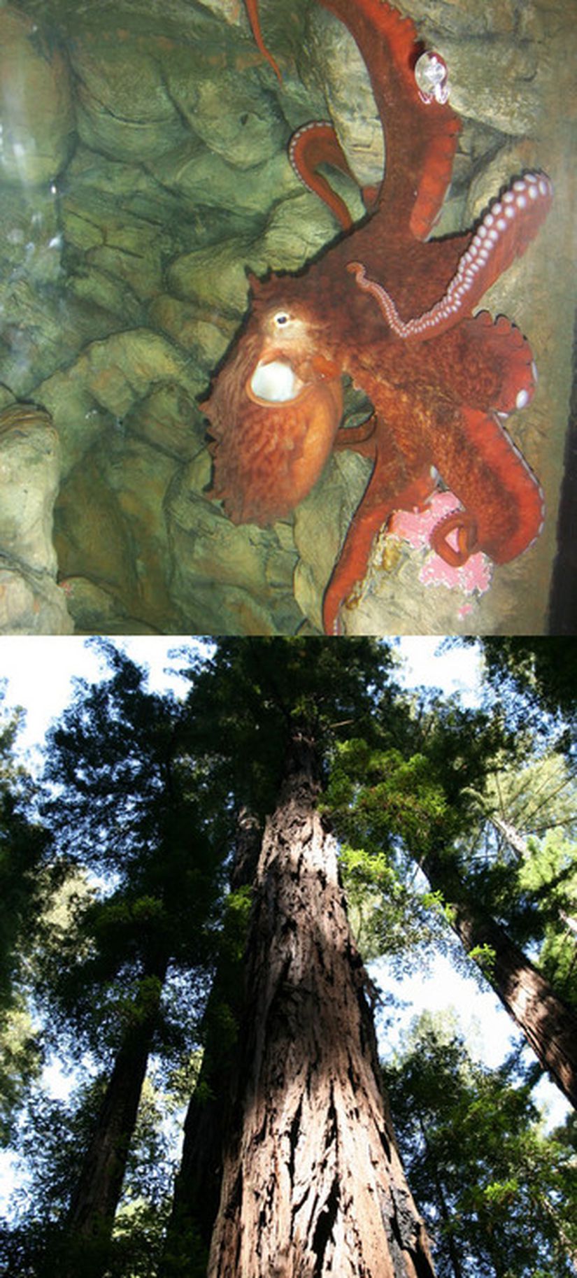 Şekil 1: Yaşam öykülerindeki çeşitlilik. Üstteki: Kuzey Pasifik Dev Ahtapotu dişisi (Enteroctopus dofleini).  Alttaki: Kıyısal Sekoya ağacı (Sequoia sempervirens)