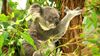 Ağaca Sarılma Alışkanlığı Koalaların Serinlemesine Yardımcı Oluyor!