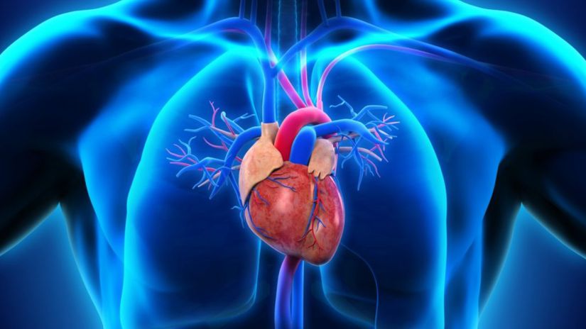 Akciğer ve kalbin anatomik illüstrasyonu.