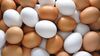 Beyaz ve Kahverengi Tavuk Yumurtaları Arasındaki Fark Nedir?