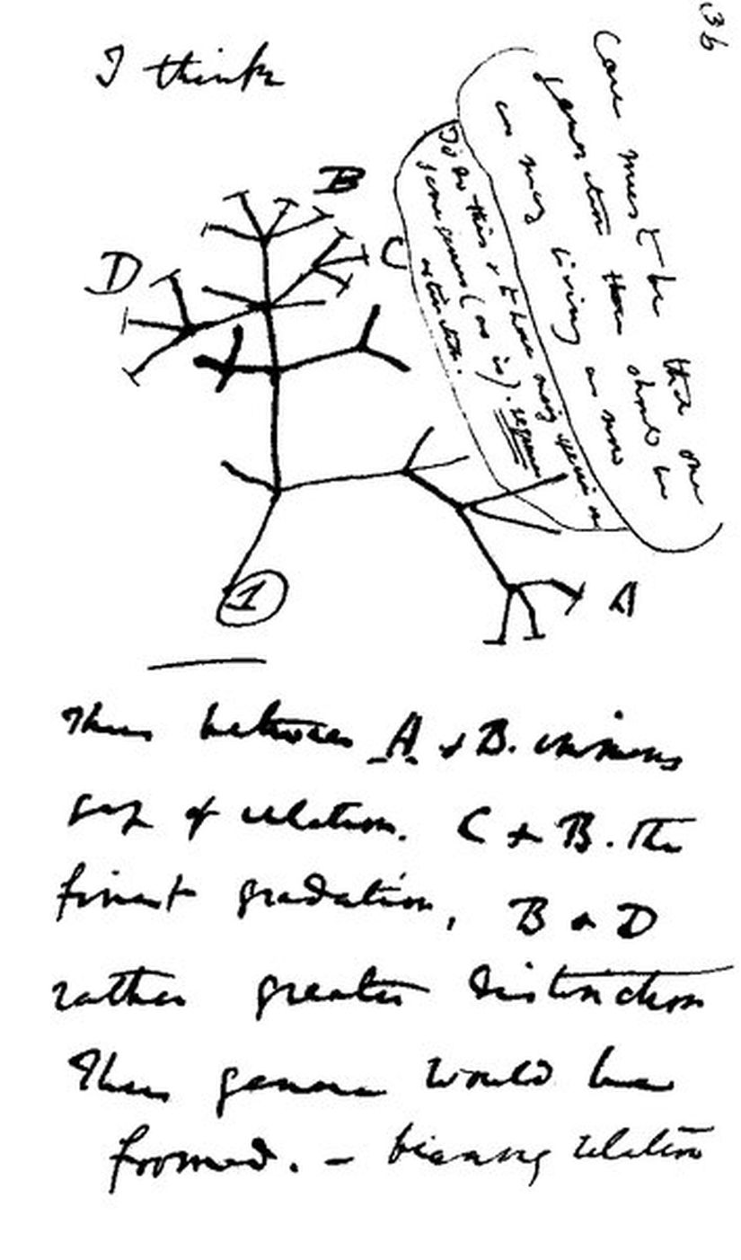 Evrim Ağacı (İlk Çizim, Charles Darwin, Kırmızı Defter)