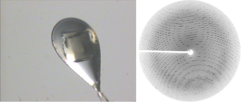 Soldaki, UC Davis Yapısal Biyoloji Laboratuvarına göre bir halka üzerine monte edilmiş bir protein kristalinin resmidir. Sağdaki, UC Davis Yapısal Biyoloji Laboratuvarına göre soldaki kristalin APS Kinaz D63N Mutantından oluşturulan bir kırınım modelidir.