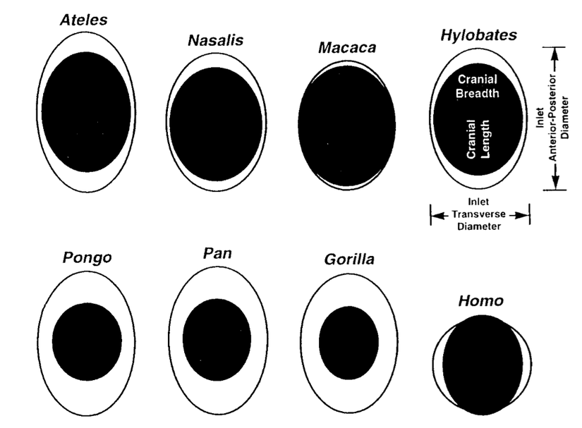 Bu görselde farklı hayvan cinslerinde doğum sırasında bebeklerin kafa büyüklüğü (siyah elips) ile dişilerin üreme kanalı genişliği (beyaz elips) kıyaslanmaktadır.