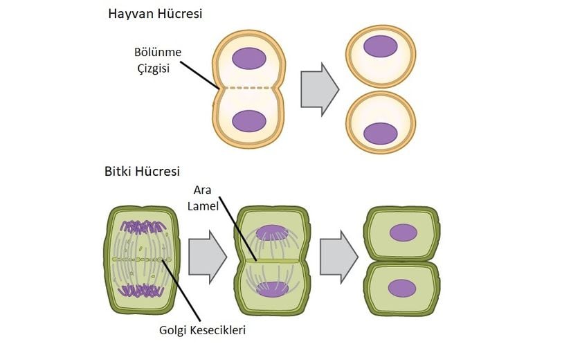 Hayvan hücresinde eskiden metafaz düzleminin bulunduğu yerde bir bölünme çizgisi oluşur. Boğumlanma hücre ikiye bölünene kadar devam eder.  Bitki hücresinde ise Golgi kesecikleri eskiden metafaz düzleminin bulunduğu yerde kaynaşarak ara lameli oluştururlar. Ara lamel merkezden hücre zarına doğru büyür, yeni hücrelerin hücre zarı Golgi keseciklerinin içeriğiyle oluşturulur.