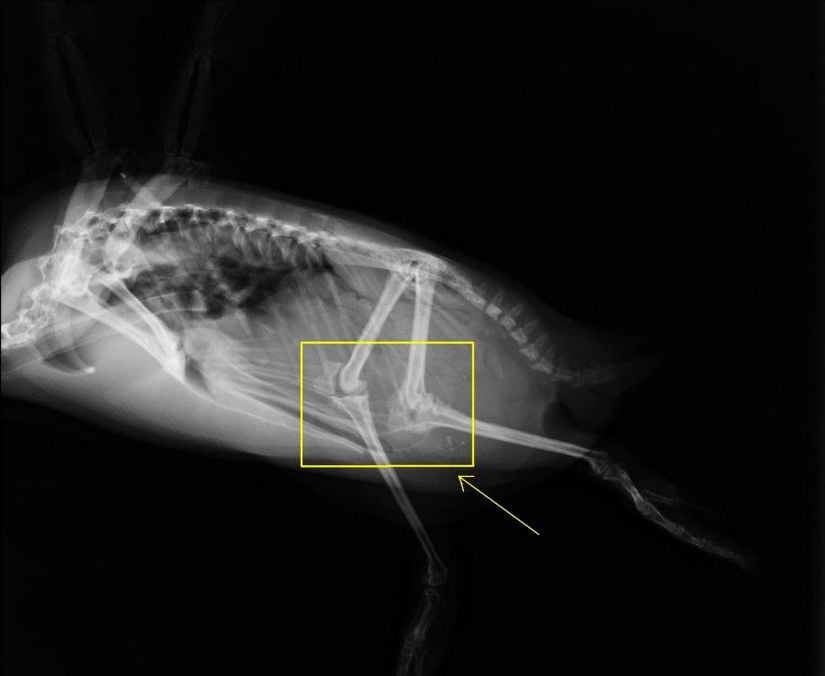 Bir penguenin X-Işını Taraması altındaki bacak kemiklerinin görüntüsü.