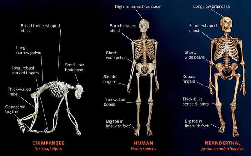 Şempanze, insan ve Neandertal insanı iskelet kıyası