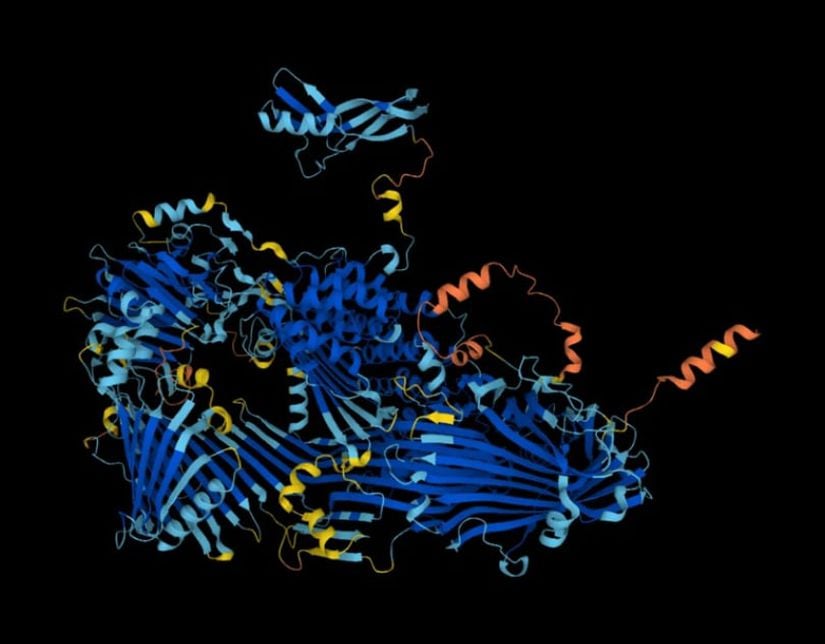 AlphaFold aracı tarafından tahmin edilen, yumurta sarısının öncüsü olan vitellogenin proteininin yapısı.