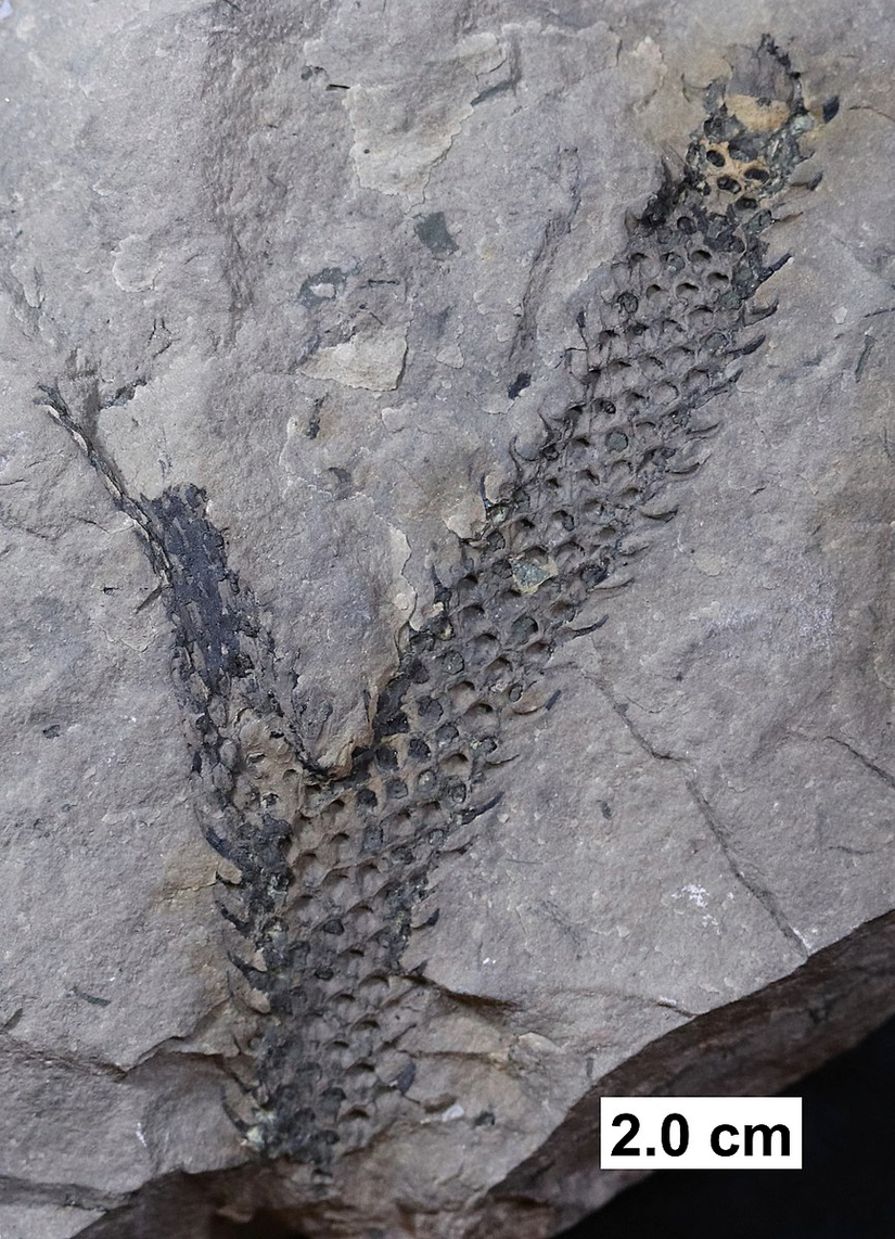 ABD'nin Wisconsin eyaletinden çıkarılmış, 393-382 milyon yıl öncesine ait, kısmen kömürleşmiş bir likopod fosili.