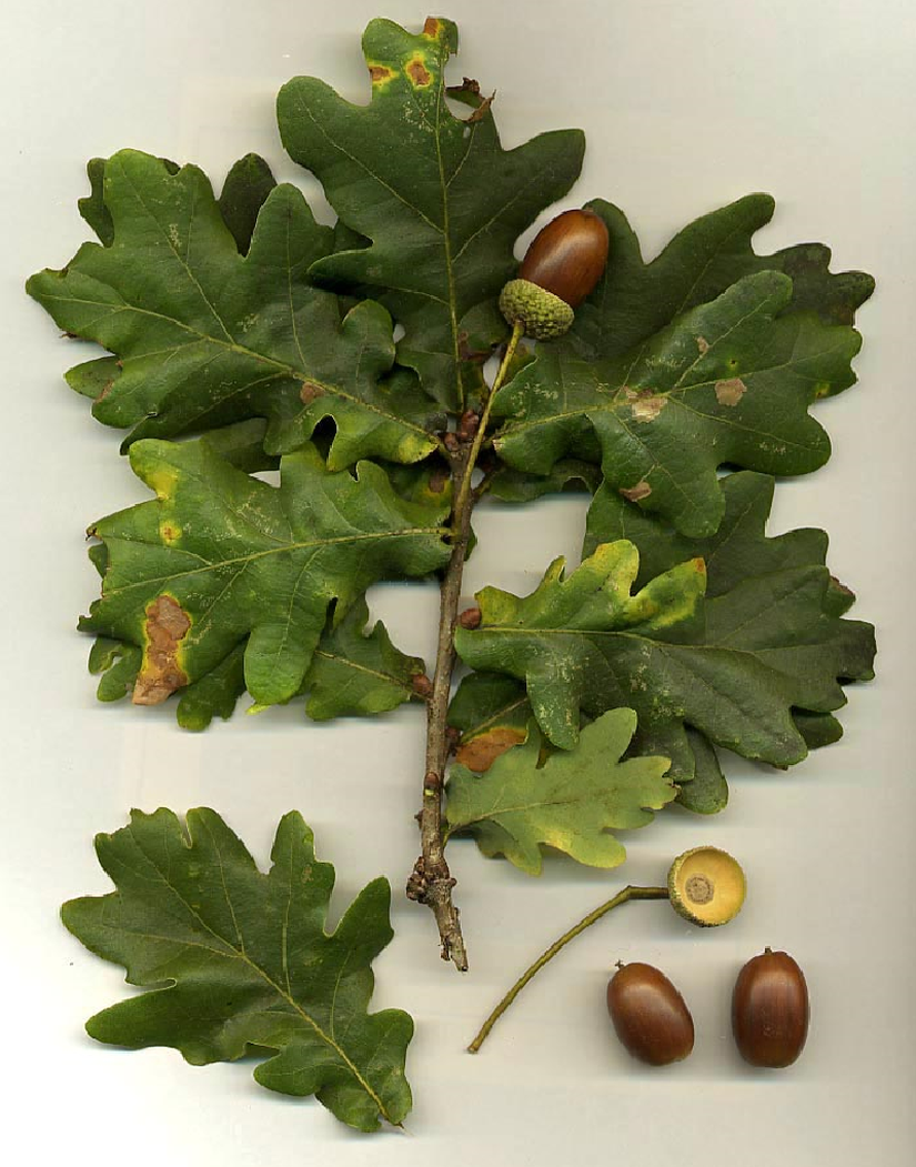 Quercus robur (Saplı Meşe) ve Meyveleri (Meşe Palamudu)