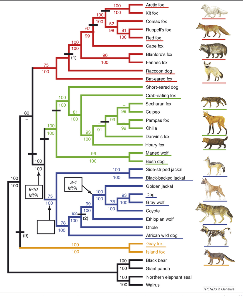 Köpekgillerin evrimsel akrabalık ilişkilerini gösteren bir görsel