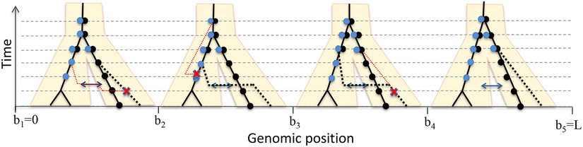 İki popülasyon ve tek göç bandı modeli altında "örme" (İng: "threading") işlemine bir örnek