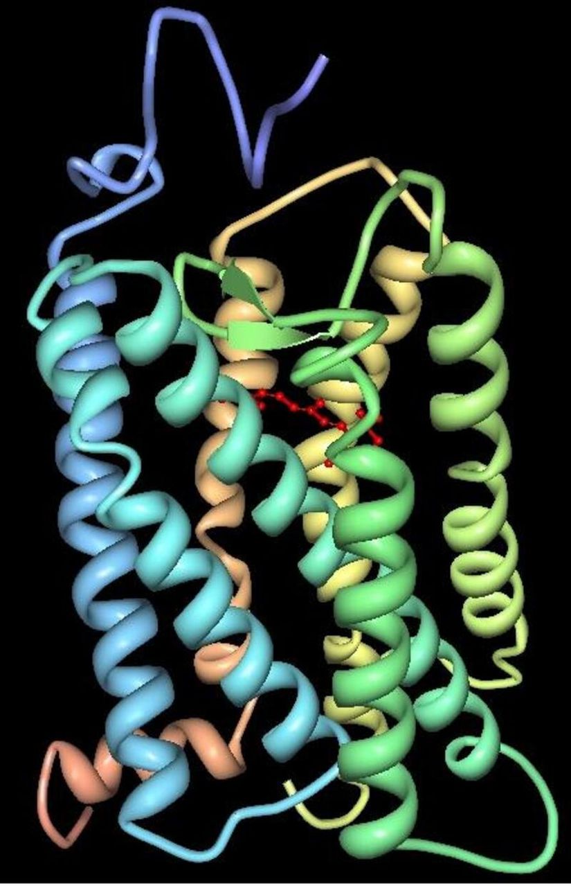 Sığır Rodopsin proteinin üç boyutlu yapısı.