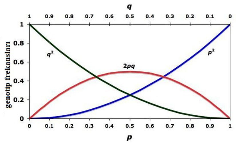 Görsel 4. Alel frekanslarının (p ve q) bir fonksiyonu olarak Hardy-Weinberg denge genotip frekanslarının (p2, 2pq, q2) grafiği