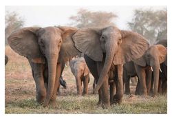 Mozambik'te dişsiz filler insanlardan korunmak için genetik mutasyon mu geçirdi?