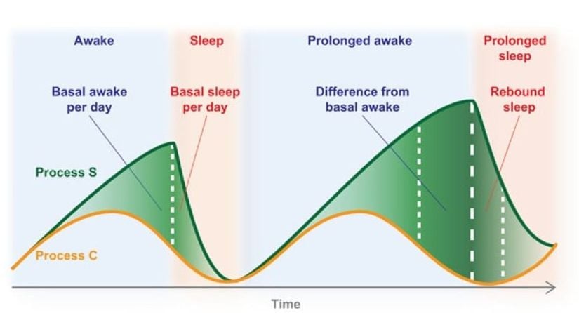 Uyku homeostazı (Process S) ve sirkadyen ritim (Process C) ile düzenlenen gün içi uyku-uyanıklık döngüsü