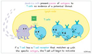 New Immunotherapy Breakthrough Uses Tri-Specific Nano-Antibodies