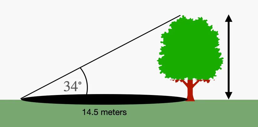 Bir ağacın gölgesi 14.5 metre iken Güneş ile yer arasındaki açı 34 derecedir. Bu halde ağacın boyu kaç metredir?