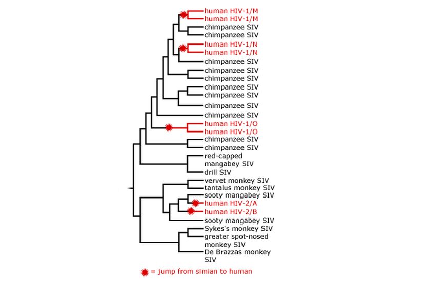 HIV ve akrabalarının filogenetik ağacı.