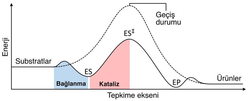 Görsel: <https://en.wikipedia.org/wiki/File:Enzyme_catalysis_energy_levels_2.svg>