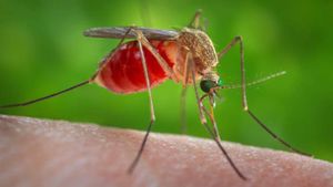 First Human West Nile Virus Case This Year Confirmed In Illinois