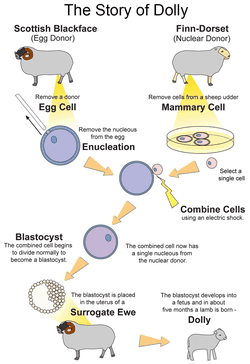 Somatik hücre çekirdeği transferinde neden sonradan çekirdeği çıkarılacak olan yumurta hücresi ile somatik hücre çekirdeği aynı canlıdan alınmıyor?