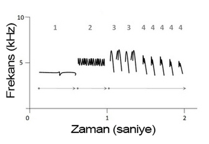 Bir beyaz taçlı serçe (Zonotrichia leucophrys) ötüşünün şematik ses görüngesi. Oklar motifleri, sayılar ise şarkının en basit birimi olan notalardan oluşan heceleri gösterir.