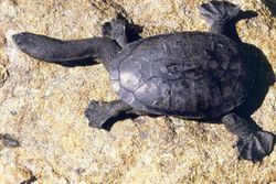Eastern long-necked Kaplumbağaları neden bu şekilde uzun boylular?