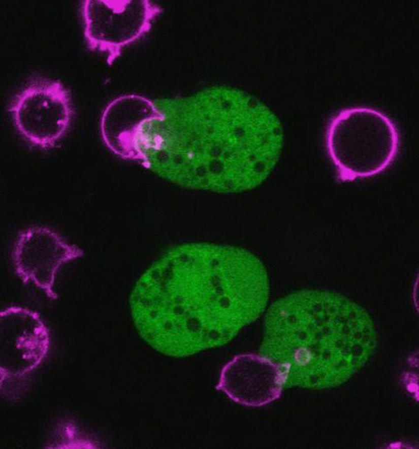 Fagositoz yoluyla, mor renkte görülen bir Entamoeba histolytica amip paraziti (yeşil renkte), insana ait Jurkat T Hücrelerini ve hücre zarlarını (mor renkte) fagositoz yoluyla parçalamaktadır. Burada görülen, trogositoz adı verilen bir fagositoz alt başlığıdır; yani bir hücre, diğerini sadece "kemirmektedir"; tamamen yutmamaktadır.