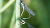 Mavi kuyruklu kızböceği (Ischnura elegans)