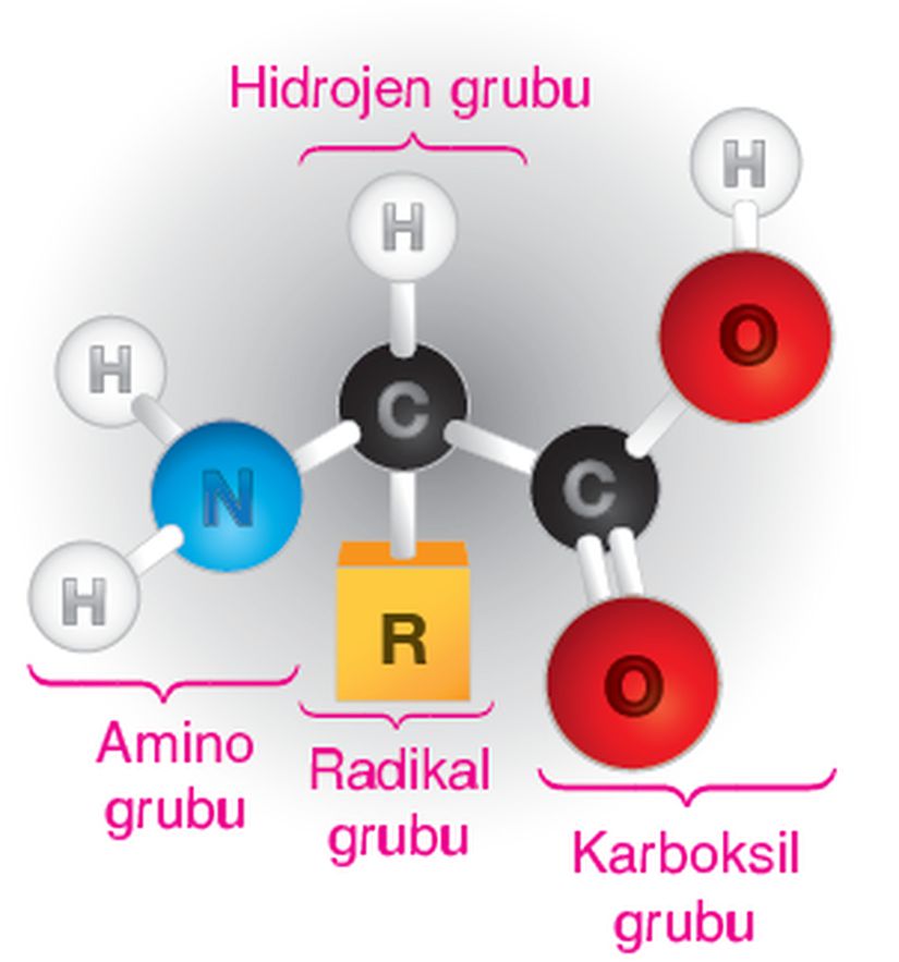 Aminoasit yapısının şematize edilmiş gösterimi