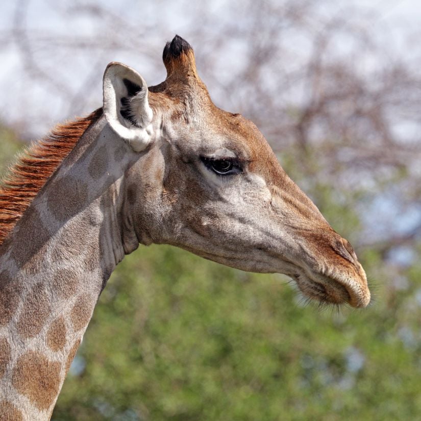 Dişi bir Angola Zürafası (Giraffa camelopardalis angolensis) kafası