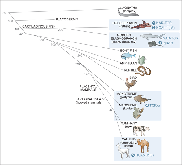 Omurgalıların basitleştirilmiş filogenetik ağacı