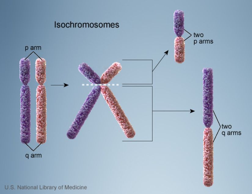 Sentromerin yanlış bölünmesi yoluyla izokromozom oluşumu. Tek merkezli izokromozomlar, birbirinin ayna görüntüsü olan kollar içerir.