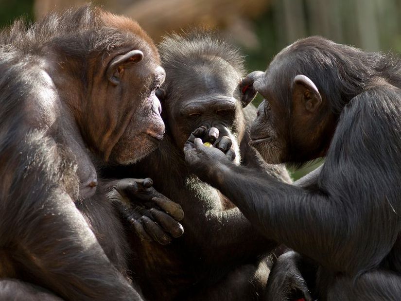 Şempanze popülasyonları arasında kültürel farklılıklar mevcut.