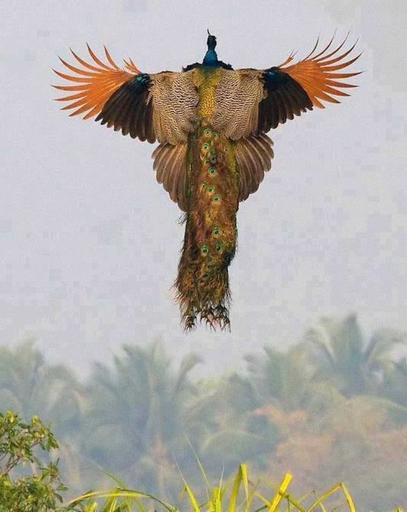 Bu fotoğrafta, oldukça nadir yakalanabilen bir kare görmektesiniz. Her ne kadar tavuskuşlarının erkekleri uçma yeteneklerini yitirmemiş olsalar da, cinsel seçilim sebebiyle evrimleşen devasa kuyrukları uçmalarını oldukça zorlaştırdığı düşünülmektedir. Kulashekara S. Chakravarthy tarafından 2011 yılında çekilmiş bir fotoğrafta bu nadir anlardan birini tam isabetle yakalanmıştır.