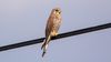 Kerkenez (Falco tinnunculus)