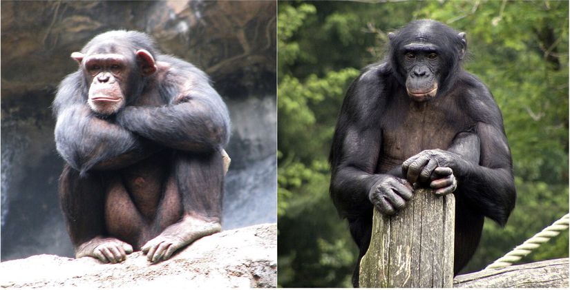 Şempanze solda, bonobo sağda...