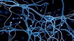 Bilim İnsanları, Nöral Kök Hücrelerini İstenilen Dokuya Yönlendiren Bir İlaç Keşfetti!