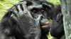 Bonobo Nedir? Bu Seks Bağımlısı Kuyruksuz Maymunla DNA'nızın %98.7'sini Paylaşıyorsunuz!